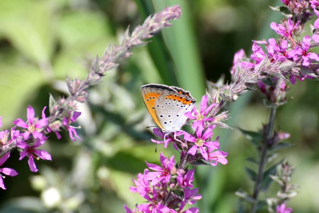 Lycaena dispar